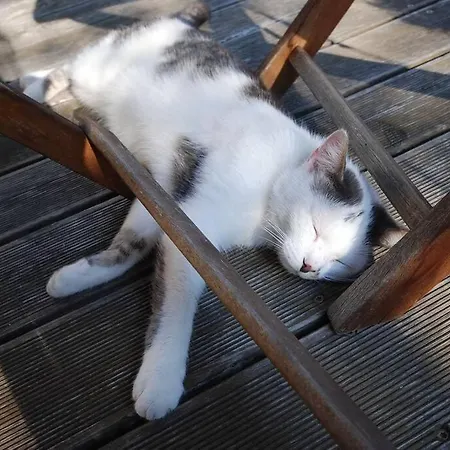 *appartement Elfie* Kaerntner Seen *